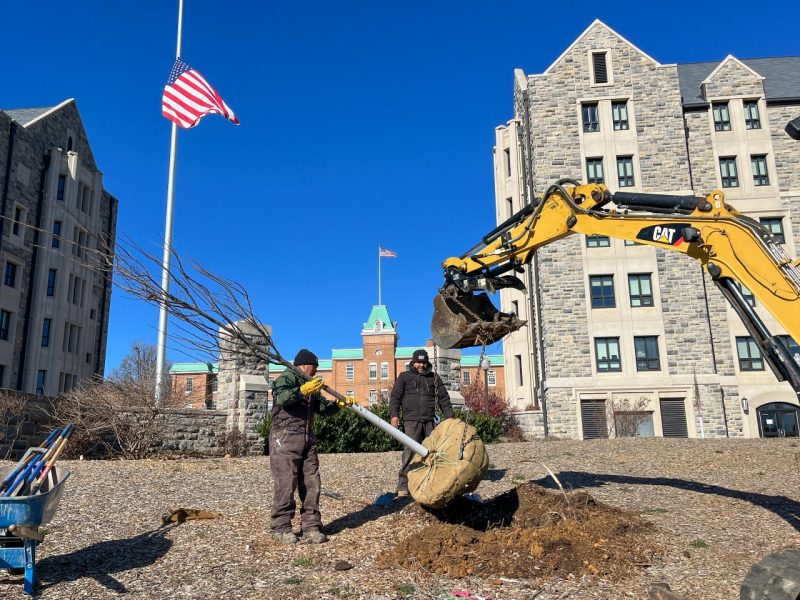 Two workers move a small tree with bundled roots into a hole with the help of a piece of construction equipment. Land Hall and cadet residence halls on Upper Quad are in the background.