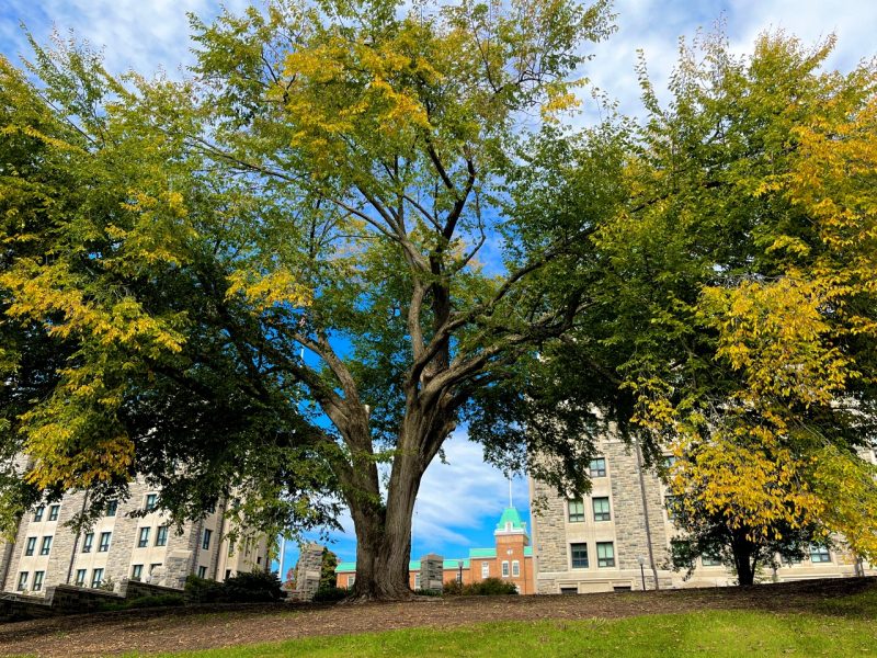 A massive elm tree with leaves changing to yellow towers above Upper Quad. The canopy has gaps and cabling can be seen supporting the branches. Lane Hall and residence halls on Upper Quad are in the background.